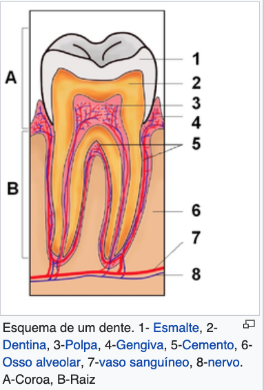 AnatomiaDente.png